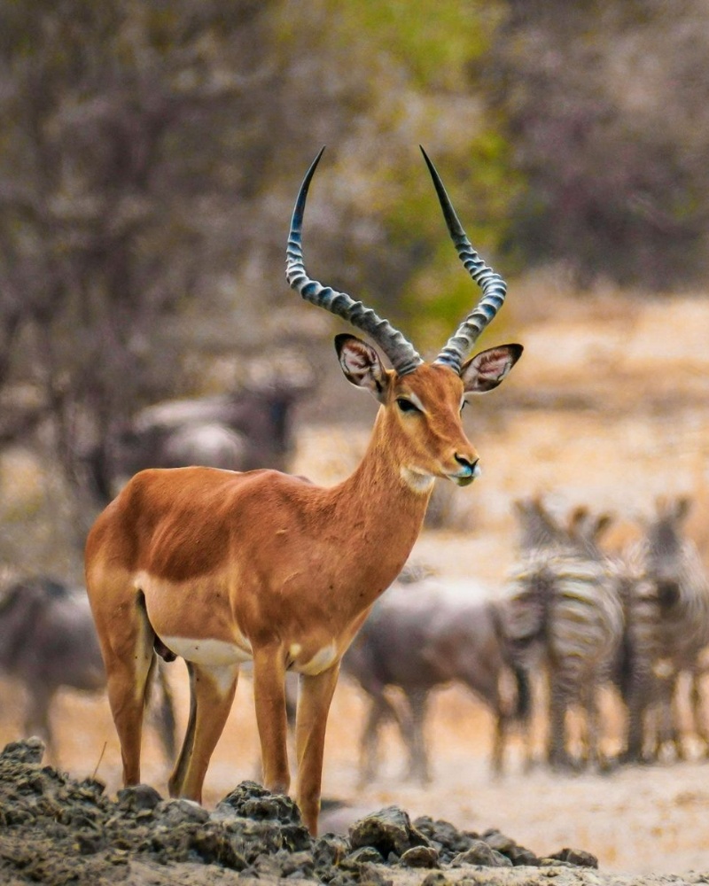 Botswana