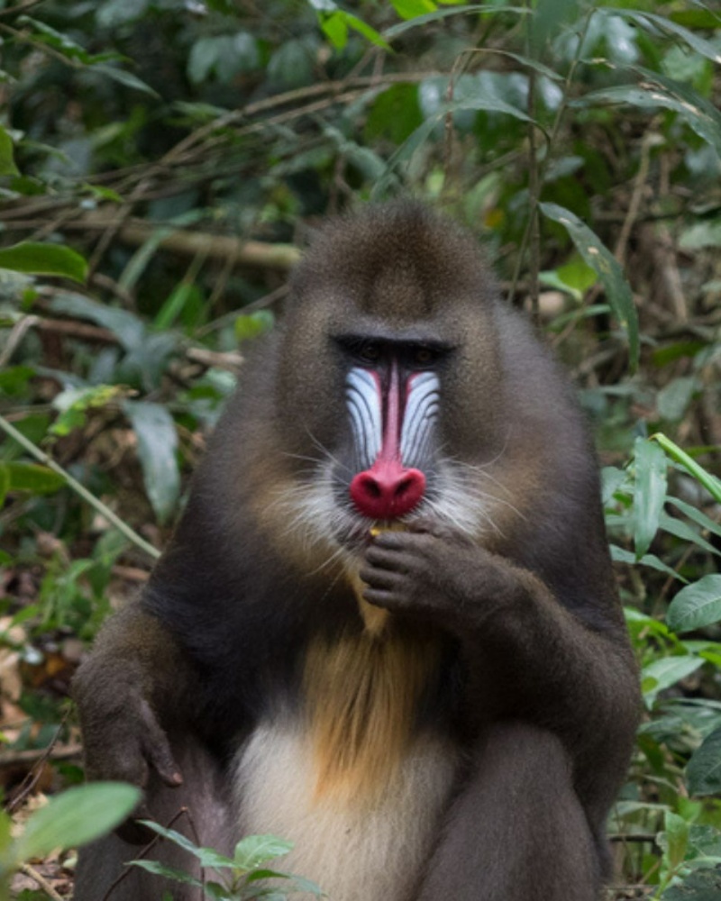 Gabon