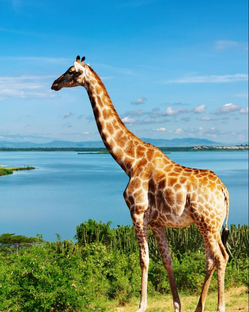 Uganda